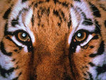 tiger close-up