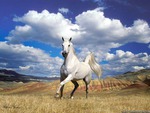 stunning horse whit sky wallpaper