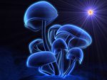 Eternal Blue Shrooms