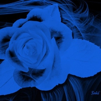 Blue Rose