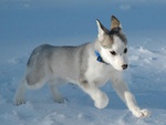 little siberian husky dog