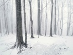 pine forest snow