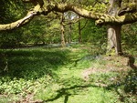 Bluebell Path