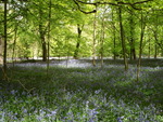 Bluebell Wood