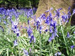 Bluebells