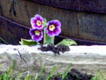 purple auricula