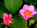 pink strawberry flowers,