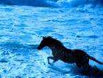 horse in the ocean