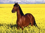 seal brown horse