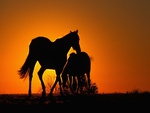 sunset horses