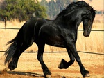 friesian horse netherlands