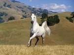 white stallion galloping