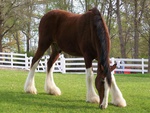 breyer clydesdale stallion