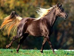 horse cavalo stallion