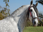 cute andalusian stallion