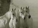 living whit horses
