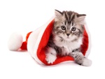 cats christmas cards