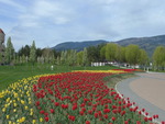 Waterfront park tulips
