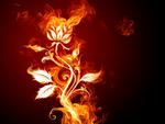 fire rose