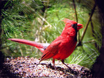 northern-cardinal