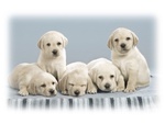 White puppies