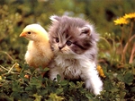 CHICKY KITTY