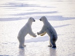 polar bears joy