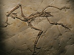 FOSSIL