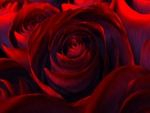 Virtual Red Rose