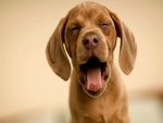 big yawn cute dog