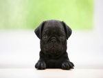 black pug little dog