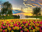 Tulip Park