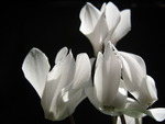 Cyclamen Closeup