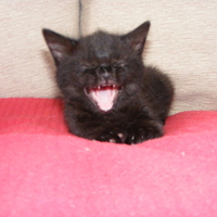 yawning kitty