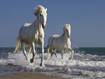 camargue horses
