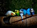 Colourful parrots