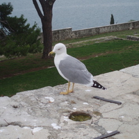 Seagull on stone wall
