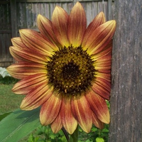  Sunflower Strawberry Blonde