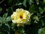 ~A Yellow Rose~For All Of My Sweet DN Friends~