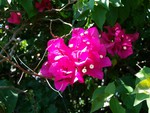~Beautiful Bougainvillea Glabra~aka~Paper Flower~