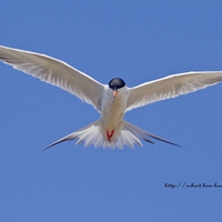 Tern in Flight