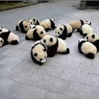 Baby Panda Huddle