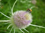 Bee on Thistle