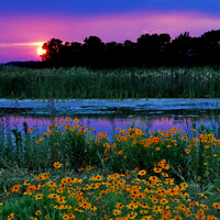 NICE SERENE,TRANQUIL MARSH WITH FLOWERS