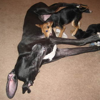 ATTACK OF THE PUPPY RAT!