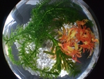 Fish Bowl