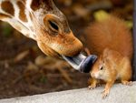 giraffe and squirrel with Love
