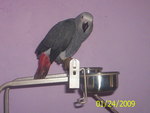 Congo African Grey Parrot 