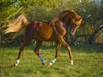 Majestic Sorrel Arabian