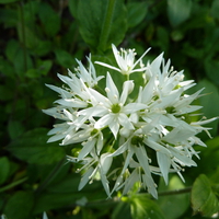 wild garlic